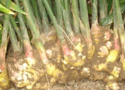 黄姜食用方法 黄姜的功效与作用及食用方法