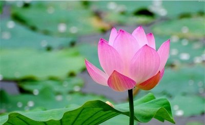 夏天开什么花有哪些花开 盘点十种夏季开放的花卉