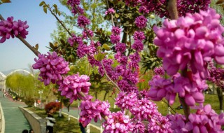 紫荆树什么季节修剪 紫荆树哪个季节修剪合适