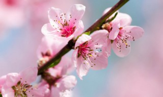 室内适合种桃花树吗 家里可以养桃花树吗