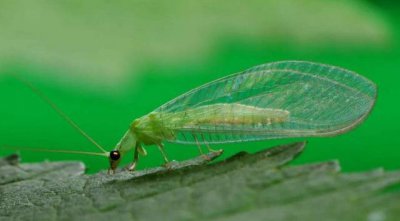 烟粉虱大发生的原因及防治关键措施 大棚粉虱怎么处理