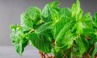 薄荷吃多了会怎样 薄荷吃多了有什么害处