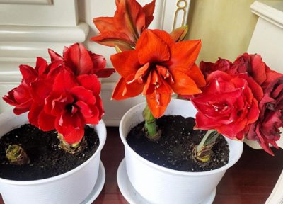 花朱顶红怎么养 使朱顶红开花更多更旺的窍门