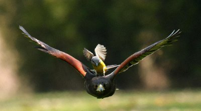 老鹰的天敌是什么动物 能让老鹰害怕的动物叫什么