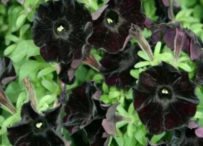 代表罪恶的花 什么花的花语是罪恶