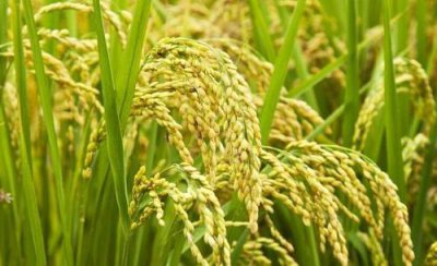 吡唑醚菌酯治水稻纹枯病效果怎么样 主要治什么病害