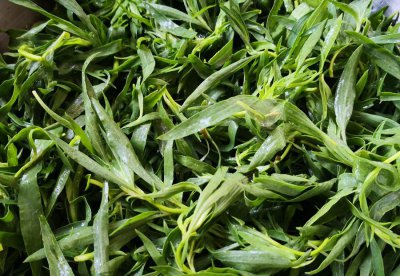 扫帚苗又叫什么菜 野菜扫帚苗的功效与家常做法窍门