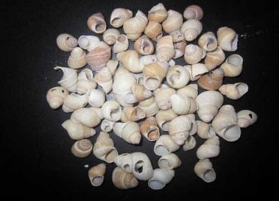 螺蛳壳做肥料 螺蛳壳可以做肥料吗