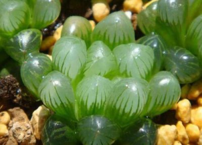 玉露夏天晒太阳 玉露怎么度夏安全