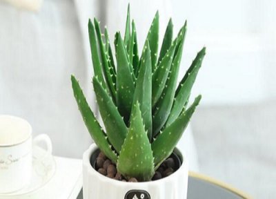 芦荟摆放家里什么位置最好 应放在家里室内什么地方好