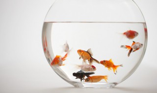 冬天室内怎样养金鱼好 冬天室内如何养金鱼好