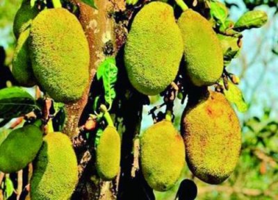 菠萝蜜炭疽病发病原因 菠萝蜜炭疽病的发病原因及治疗方法