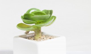 北面酒柜放什么植物招财 北面酒柜放哪些植物招财