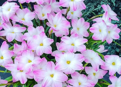 葱兰养在家里吉利吗 家里种葱兰风水好不好