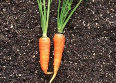 胡萝卜一年四季都有吗 初夏秋三个季节都可种植