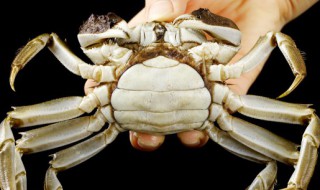挑选螃蟹的方法 怎样挑选螃蟹