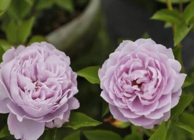 空蒙是藤本还是灌木 空蒙属于藤本还是灌木