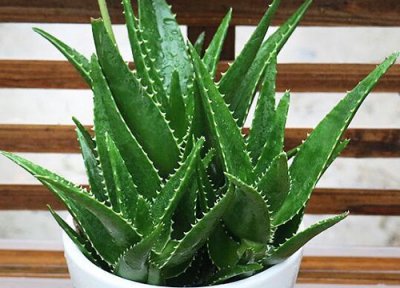 适合卧室养的绿植有哪些 卧室内放什么绿色植物对人体好