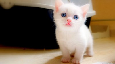 星期猫有什么特征 新手辨别这5点避免买到星期猫