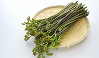 新鲜蕨菜如何做好吃 新鲜蕨菜的烹饪方法