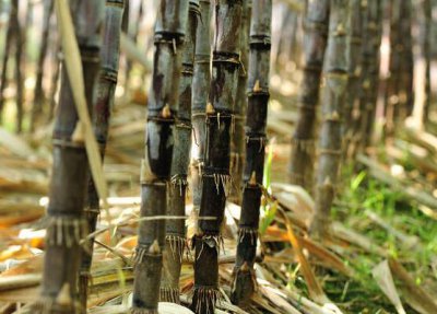 甘蔗是怎么种植才能又脆又甜 甘蔗种植方法与栽培技术