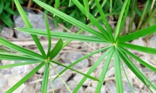 水水竹怎么养才长得好 水竹怎么养比较好