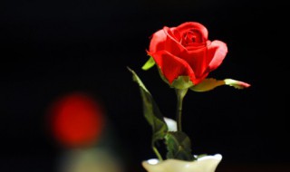 红玫瑰花语象征与寓意 红玫瑰的花语和象征意义