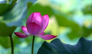 荷花家庭种植方法 荷花家庭如何种植