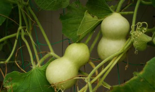 春节客厅挂什么最旺财 过年家里摆放什么喜庆招财