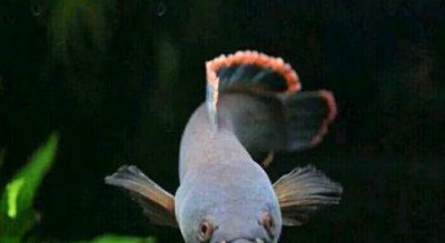 不打氧不换水耐活的鱼 对氧气要求不高的鱼类品种