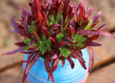 黑法师夏季怎样养护 夏季黑法师怎么养才能养护的好