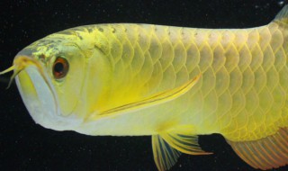 金龙鱼怎么分辨好坏 金龙鱼如何分辨品相好坏呢