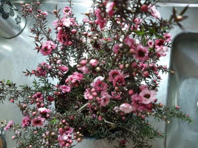 松红梅适合家里养吗 松红梅的养殖方法和注意事项