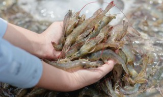 基围虾怎么挑新鲜的 基围虾如何挑选新鲜的呢