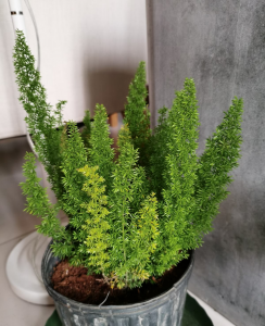 狐尾天门冬的风水寓意 狐尾天门冬有什么作用