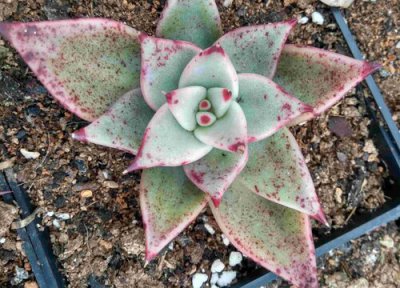 多肉种植中常见病害 多肉病虫害防治技术与方法