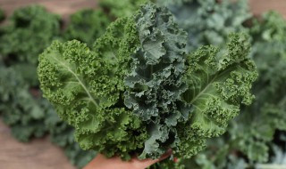 羽衣甘蓝产自哪里 羽衣甘蓝的产地介绍