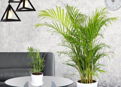 凤尾竹在室内的养护方法 凤尾竹室内如何正确的养护