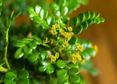 清香木室内如何养殖 室内清香木的养殖方法