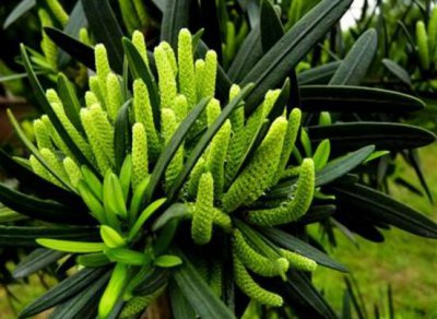 罗汉松开花图片 罗汉松开花是什么样子的