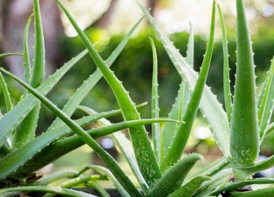 芦荟是否怕冻 芦荟冬天怎么养护