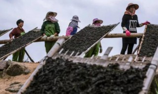 紫菜苔如何施肥 紫菜施肥时间与方法