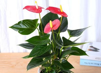 红掌越长越矮怎么办 红掌长出矮又小的花朵该怎么处理