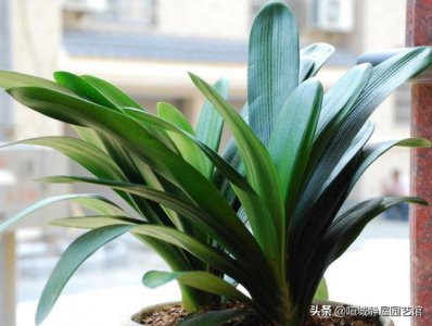 君子兰什么时间换土换盆最好 君子兰几年换一次盆