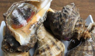 大海螺哪个部位不能吃 大海螺什么部位不可以吃呢