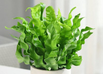 鸟巢蕨花卉怎么养 蕨类植物鸟巢的养殖方法