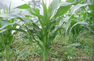 玉米螟用什么药效果最好 玉米螟打什么杀虫剂农药