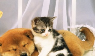 被野猫抓伤出血怎么办 被野猫抓伤出血后的方法