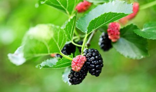 扦插果桑多久生根 扦插果桑几时生根