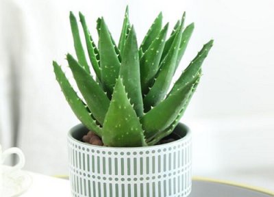 淘米水能直接浇芦荟吗 发酵的淘米水浇芦荟方法